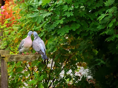 Pigeons Love - So Cute 3d animation app art branding design graphic design icon illustration logo motion graphics ui ux vector