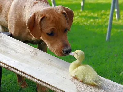 Duckling and Dog - Ever Friends app art branding design icon illustration logo ui ux vector