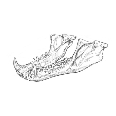 Anatomy drawing study Animal Jaw. anatomy anatomy drawing drawing illustration rodriguez ars sketch