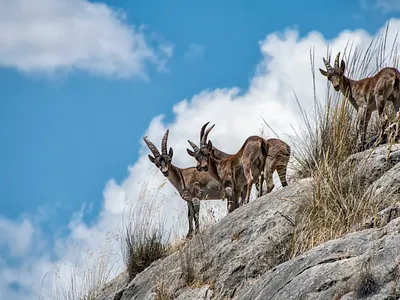 Mountain Goats 3d animation app art branding design graphic design icon illustration logo motion graphics ui ux vector