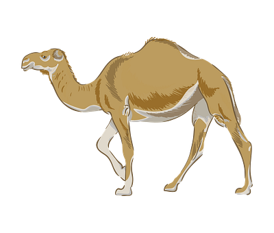 Walking Dromedary Camel Vector 3d graphic design illustrator png