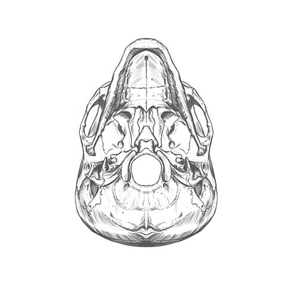 Anatomy drawing of the skull, symmetrical. anatomy anatomy drawing drawing illustration rodriguez ars sketch