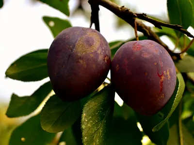 Plums - Fruits 3d animation app art branding design graphic design icon illustration logo motion graphics ui ux vector