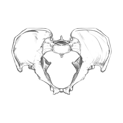 Pelvis bone superior view. Drawing. anatomy anatomy drawing drawing rodriguez ars sketch