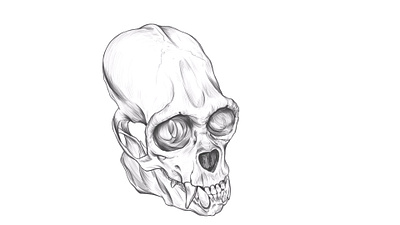 Woolly monkey SKULL digital drawing. anatomy drawing illustration monkey drawing monkey sketch monkey skull rodriguez ars sketch woolly monkey