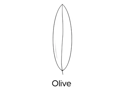 Olive Leaf - Icon design branding design flat freehand icon illustration line logo minimal olive procreate