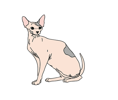 Sphynx Cat Vector svg format