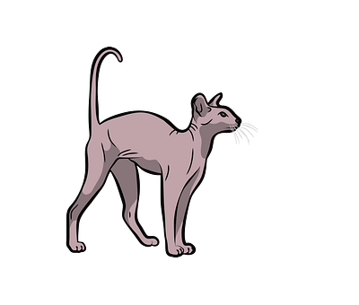 Devon Rex Cat Vector Design animal vector eps file graphic design illustration illustrator file illustrator png vector art