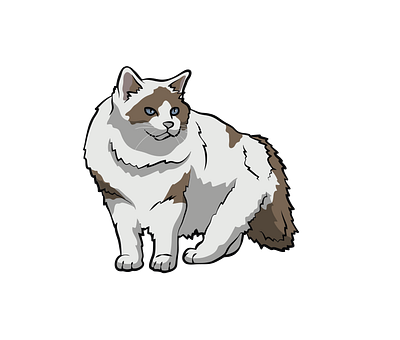 Ragamuffin Cat Vector animal vector eps file graphic design illustration illustrator file illustrator png vector art