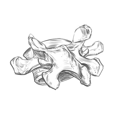 Lumbar vertebra L5. sketch. anatomy anatomy drawing drawing lumbar vertebra rodriguez ars sketch vertebra drawings