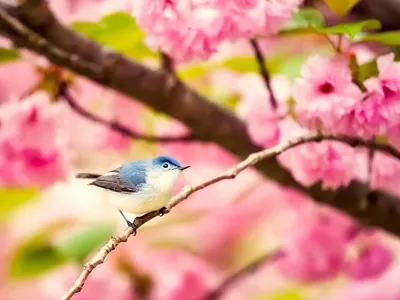 Small Bird app art branding design icon illustration logo ui ux vector