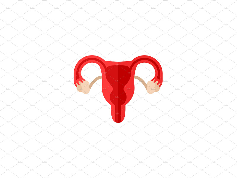 Female reproductive system anatomy by kotoffei on Dribbble