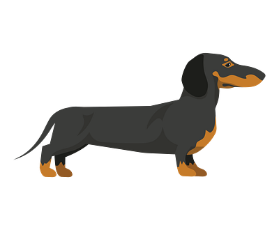 Black and Tan Dachshund Dog Vector animal vector design eps format graphic design illustration illustrator file illustrator png vector art