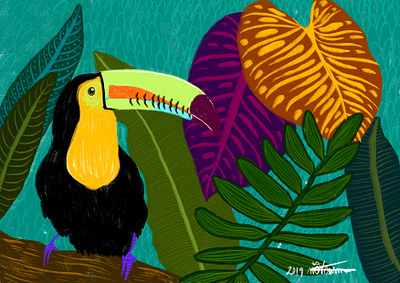 Toucan animals birds graphic design illustration toucan wildlife
