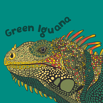 Green Iguana animals drawing graphic design iguana illustration lizard nature reptile wildlife