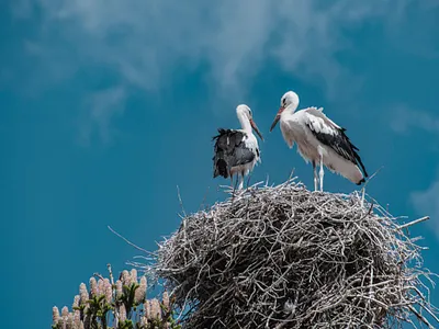 Storks Birds & Nest app art branding design icon illustration logo ui ux vector