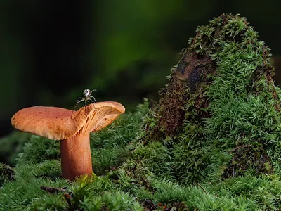 Mushroom Moss Spider Saffron app art branding design icon illustration logo ui ux vector