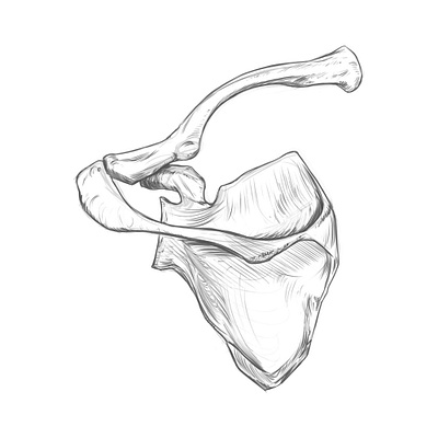 Drawing Study of the scapula and clavicle. anatomy anatomy drawing blade bone drawing rodriguez ars shoulder bone sketch speal bone wing bone