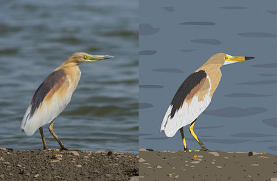 Indian Pond Heron - Photograph vs Illustration animal bird birds design draw flat flat design heron illustrate illustration illustrator india natural nature vector
