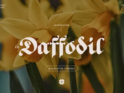 ED Daffodil font branding elegant font lettering logo minimalist typography