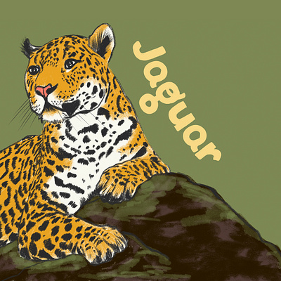 Jaguar animals drawing graphic design illustration wildlife