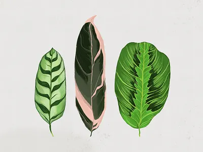 Houseplant Illustrations art creative design digital digital design graphic design green houseplant illustration leaf nature plant plant life procreate