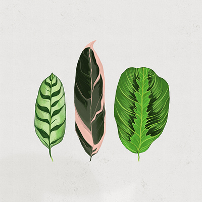 Houseplant Illustrations art creative design digital digital design graphic design green houseplant illustration leaf nature plant plant life procreate