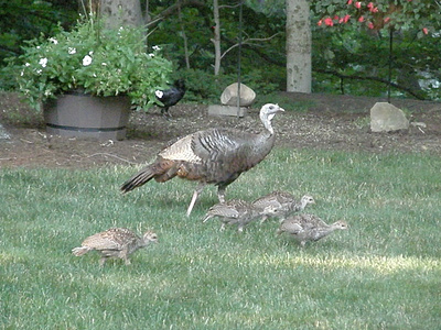 Gobble Gobble Gobble
