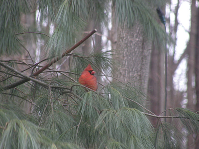 A visit from heaven. cardinal heaven natures beauty spirit wildlife