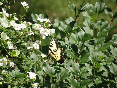 Tiger Swallow butterfly nectar summer tiger swallow