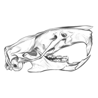 Rattus norvegicus, SKULL DRAWING. anatomy anatomy drawing animal skull drawing rat skull rodriguez ars sketch