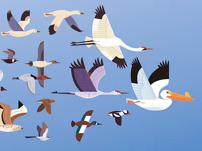 Central Flyway animals bird watching birding birds illustrated birds illustration nature science science illustration vector wildlife