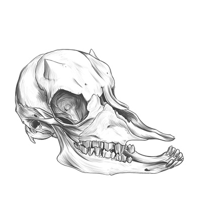 Baby goat DRAWING practice. anatomy anatomy drawing animal skull drawing goat skull illustration rodriguez ars sketch skulls