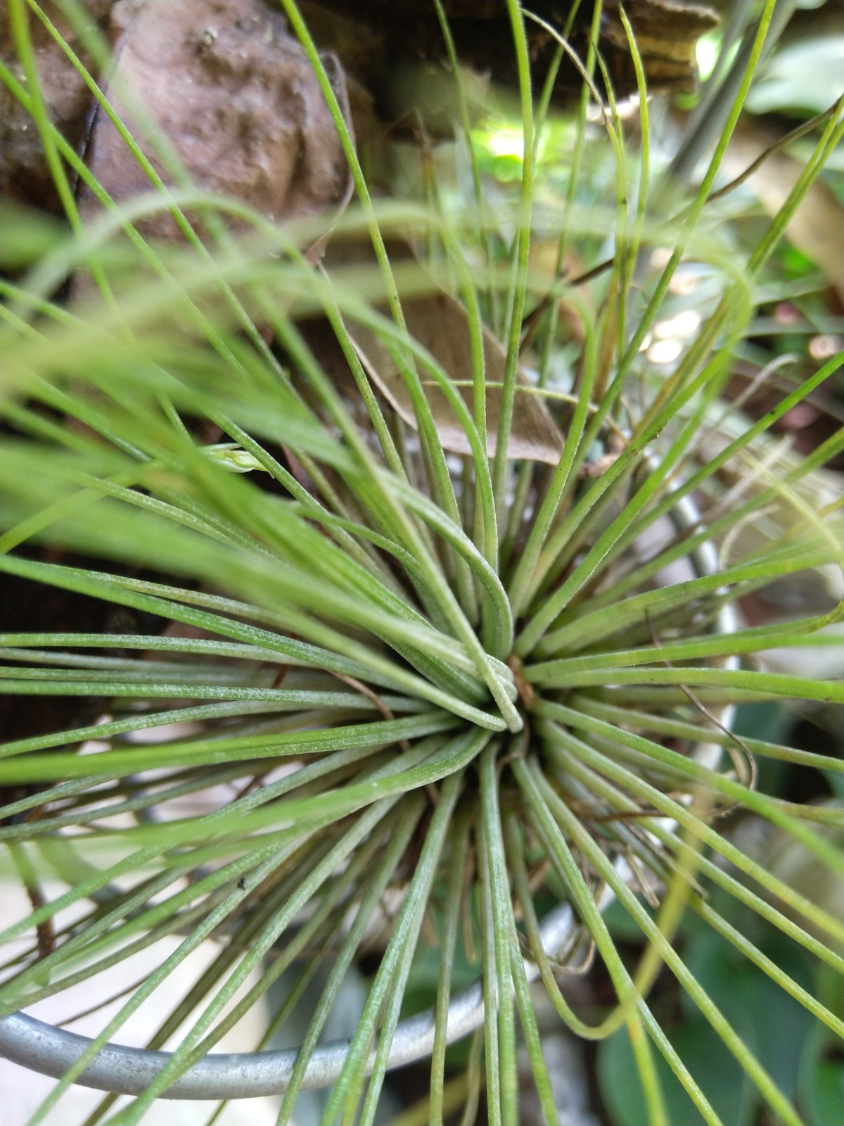 Example of plant 103