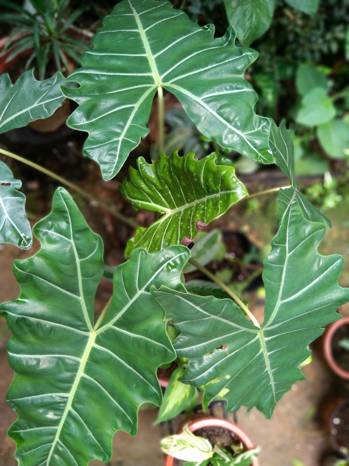 Example of plant 101