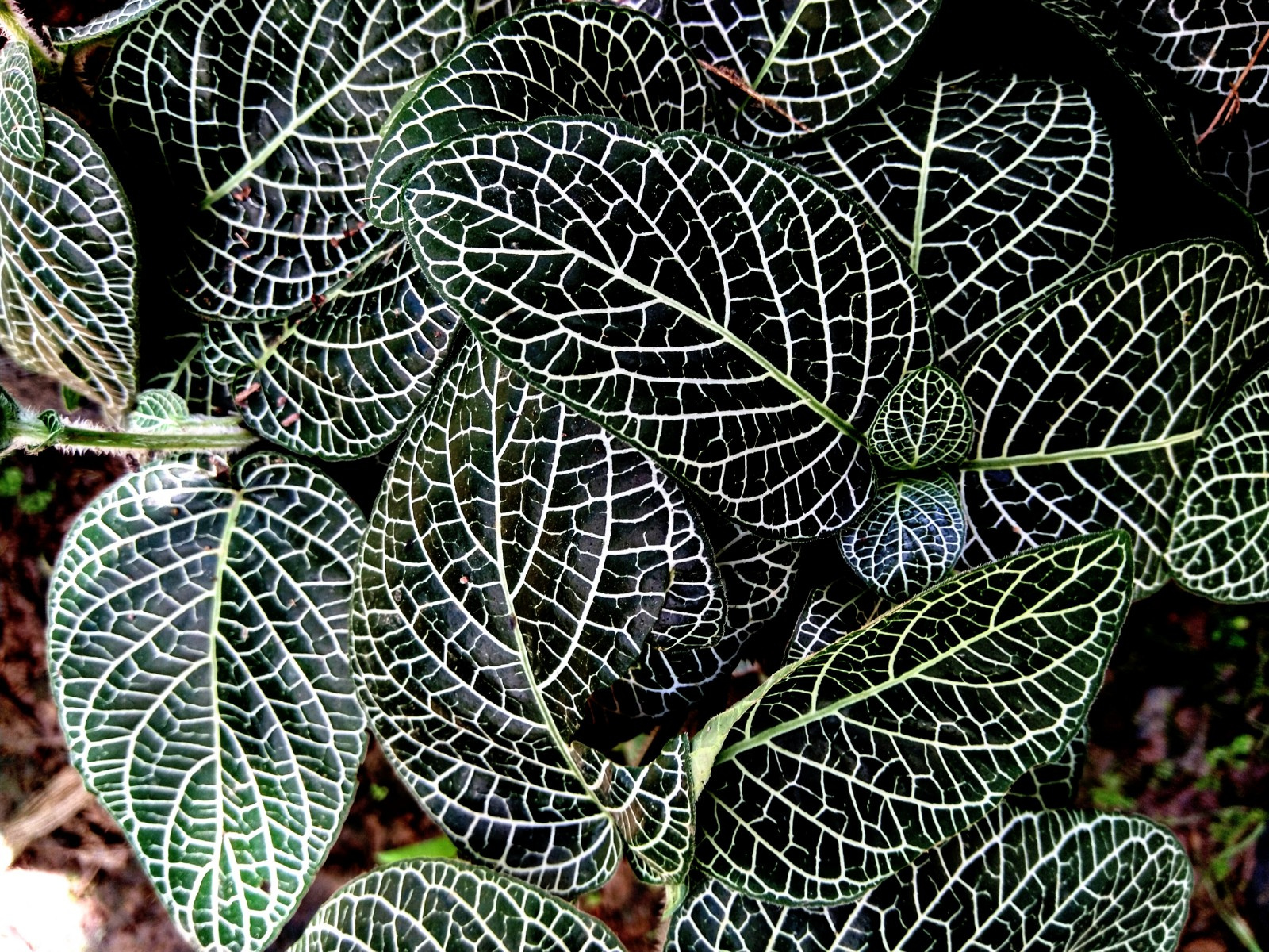 Example of plant 102