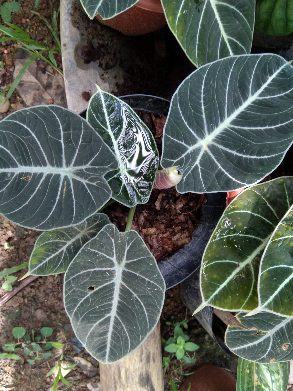 Example of plant 104