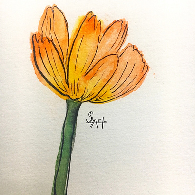 Orange Flower illustration painting watercolor