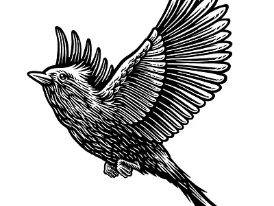 Larks birds branding bw feathers illustration larks