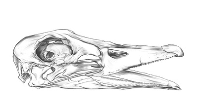 Duck skull drawing. anatomy anatomy drawing animal skull drawing duck sketch duck skull illustration rodriguez ars sketch