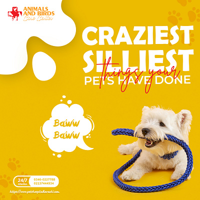 Craziest Silliest things your Pets haven't Done application branding design illustration typography vector