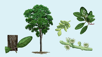 White mangrove (Laguncularia racemosa) adobe illustrator digital ink illustration krotalon mangroves méxico natural nature vector