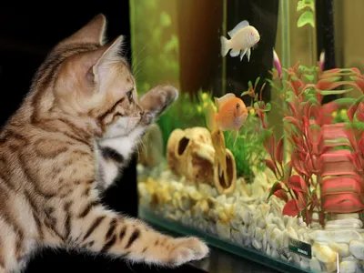 Kitten and Fishes 3d animation app art branding design graphic design icon illustration logo motion graphics ui ux vector