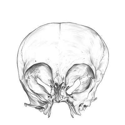 Repetition learning, Drawing Exercise. anatomy anatomy drawing drawing illustration rodriguez ars