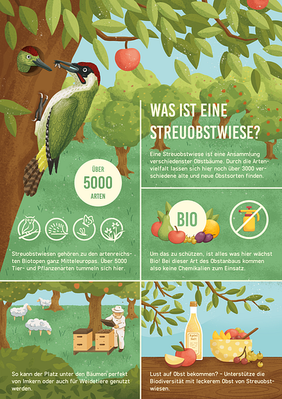 Infografic for ecological topic biodiversity ecology environmental protection fruit tree illustration infografic woodpecker