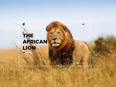 UI for animal website design graphic design illustration ui ux