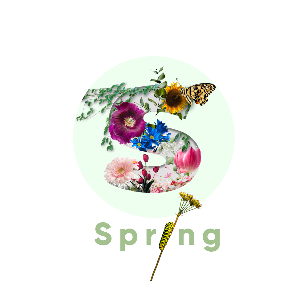 Example of Spring Spirit