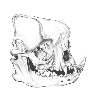 English bull dog skull DRAWING. anatomy anatomy drawing animal skull bull dog bull dog skull bull doh drawing illustration rodriguez ars sketch skull drawing