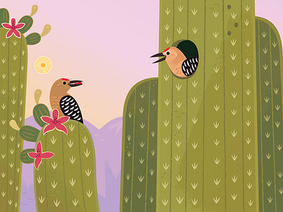 Gila Woodpecker animals birding birds desert illustration kidlitart nature picture book vector wildlife woodpecker