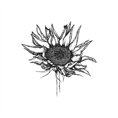Sunflower branding design graphic design graphics illustration logo sunflower vector